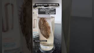 Identification of Annelida  Characteristic of Phylum Annelida Aphrodita spSea mouse practical [upl. by Bennink]