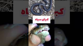 کبرای سیاه walterinnesiamorgani blacksnake shorts cobra nature hiking elapidae snake [upl. by Retsel]