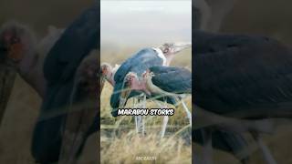 Marabou Stork 🐦 The Fire Bird 🔥 [upl. by Pryce583]