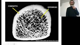 BCTBTessuto Osseo terza parte [upl. by Kcir562]