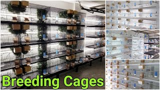 My Bird Breeding Cages And Set Up  Finch Breeding Room  Aviary [upl. by Akkim676]