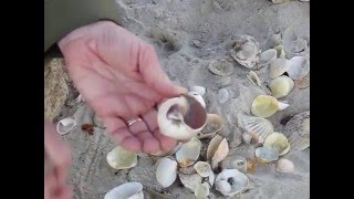 Seashells Kalmus Park Beach Hyannis Cape Cod Massachusetts [upl. by Kalk289]