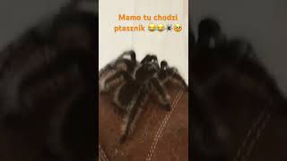 arachnid tarantula music pets arachnida cute tarantulalove animals tarantulasoftheworld [upl. by Ongineb769]