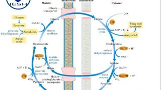 Biosíntesis de ácidos grasos Lipogénesis [upl. by Yroffej]