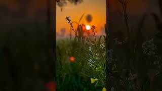 relaxing music margazhi poove bgm shortsfeed shortsviral nature trending [upl. by Lemmuela]