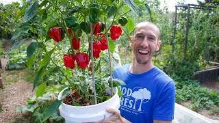 How to Grow Peppers in Containers Complete Growing Guide [upl. by Annaeoj564]