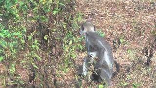 Sri Lanka  Yala National Park safari [upl. by Naitsirhc386]