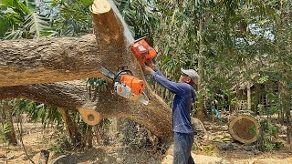 Makes Emotions‼️ Unexpected things during this tree felling process [upl. by Raul]