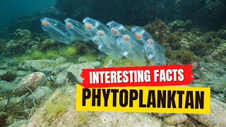 Phytoplankton Facts [upl. by Bez]