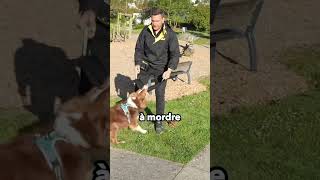 Lutilisation du boudin 🐕 👉 La vidéo COMPLÈTE est disponible sur YouTube [upl. by Yremogtnom292]