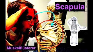 Knöcherne Strukturen der Scapula  Muskelflüsterer [upl. by Nima]