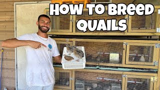 Quail Farming Operation Update INCREDIBLE [upl. by Zeidman321]