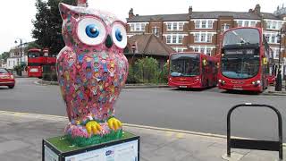 Look What I Found  Owl Landed in Muswell Hill North London [upl. by Yraeht]