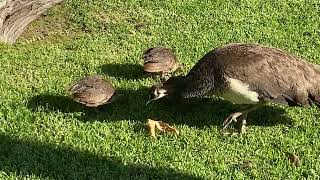 Peachick Feeding Frenzy [upl. by Anits]