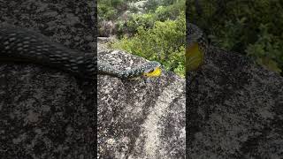 Beautiful Common tree snake Dendrelaphis punctulatus with an equally spectacular view herping [upl. by Yecaj350]