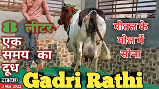 पीतल के मोल में सोना 👍 Gadri Rathi Cow 1617 Liter Milk 👍 Kamdhenu Dairy Farm👉 Tikuram Ji📲7627058169 [upl. by Cinnamon489]