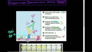 AntibodiesAntigens ELISA Theory [upl. by Branham]