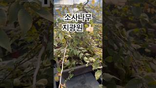 정통분재 소사나무🍀4417🍀👍🏻🎵 분재 bonsai 盆栽 지광원 백석문화대학교 이광수 대한민국나무No1 worldtourbonsai🌳⛳️🌏 [upl. by Aztiram]