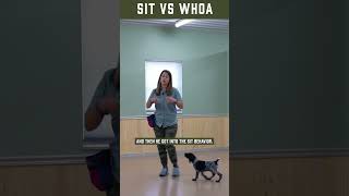 Clicker Training a Bird Dog Puppy [upl. by Sabra]