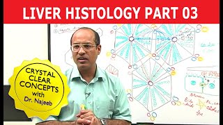 Hepatocytes  Liver Histology  Part 37 [upl. by Neils]