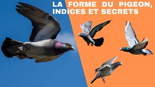 La forme du pigeon indices et secrets [upl. by Giacinta696]