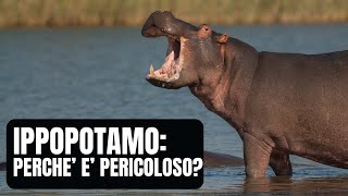 IPPOPOTAMO dove vive cosa mangia e quanto è pericoloso [upl. by Anerbas]