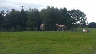 Two African Blesbok Antelopes fighting each other defending territories [upl. by Myra545]