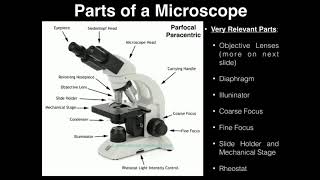 Lab Exercise 2 Microscopes and Cell Shapes [upl. by Nesyaj]