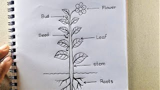 Draw a different parts of a plant Tree  Parts of Tree [upl. by Stimson]