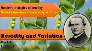 Mendel’s Principles of Heredity  Monohybrid Cross  HEREDITY and VARITAION Part 4 Class 9 [upl. by Eustacia977]