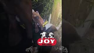 Check out this great treedog video from by Ryan Hobbs fueledbyjoy JOYDogFood hounddog hunting [upl. by Apilef411]