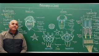 PHOTORECEPTORS IN INSECT [upl. by Morganstein]