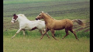 WRHA Ranch Horse Show May 2024 [upl. by Urdna]