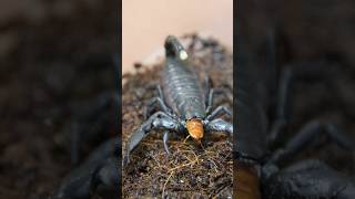 希少なサソリに給餌 chersonesometurs tristis scorpion サソリ アジアンフォレストスコーピオン アジフォ チャグロサソリ 奇蟲 insects [upl. by Hernardo]