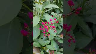 Jatropha integerrimaflowergarden gardenplants nature gardeninggarden [upl. by Allyn]