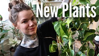 Ive Been Plant Shopping Houseplant Haul  Rare amp Unique Indoor Plants [upl. by Wait]