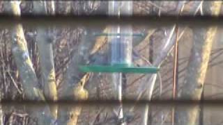 Rat on Bird Feeder must see [upl. by Annoled]