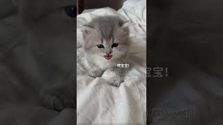 Discovered your little kitten❤️😺 hellomochi cat kitten cats badycat cutecat mochicat kucing [upl. by Benita]