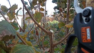 LA POTATURA SU ALBERI DA FRUTTA  I TAGLI DI RITORNO CHE COSA SONO🤠🌿🌿 [upl. by Alrzc]