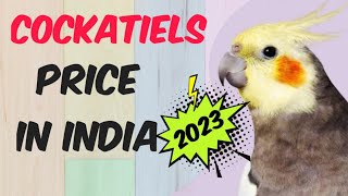 Cockatiels Price 2023  cockatiel bird price in india 2023 [upl. by Aidiruy]