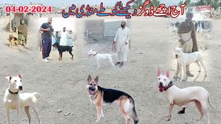 04 02 2024 video part 01  etwar mandi 2024  dogs market  Mubashir info [upl. by Oilut]