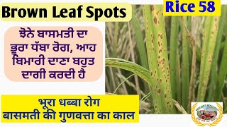 Brown leaf spots ਭੂਰਾ ਧੱਬਾ ਰੋਗ ਕਾਰਨ ਪਹਿਚਾਣ ਤੇ ਇਲਾਜ [upl. by Timmy]