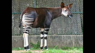 OKAPI WILD ANIMAL [upl. by Nehtan]