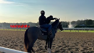 Star athlete mode for a horse Belmont winner Arcangelo and trainer Jena Antonucci ahead of Travers [upl. by Elkin420]