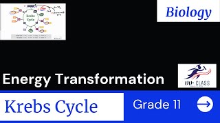 Grade 11 Biology Krebs cycle  For Ethiopian Energy transformation [upl. by Yslek412]