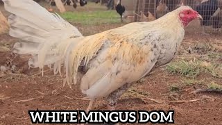 White Mingus Dom McRae Cardinal Club Kelso  Robello Farm [upl. by Cela]