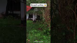 ඔයාලත් දැක්කද හොදින් බලන්න 😱trending gost viralvideo srilanka holmanvideo l [upl. by Eisenberg]