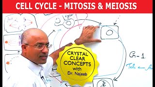 Cell Cycle and Genes  Mitosis amp Meiosis [upl. by Sekoorb]