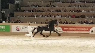 Beart 411 Hengstenkeuring 2017 Faderpaard Friesian horse [upl. by Oiramej]