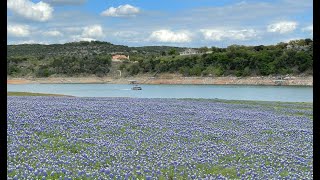 4k Drone Footage of Bluebonnets Blooming at Muleshoe Bend Recreation Area  DJI Air 2 FPV mode [upl. by Yalahs771]